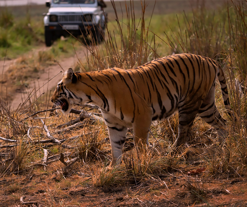Tadoba Bengal Tiger