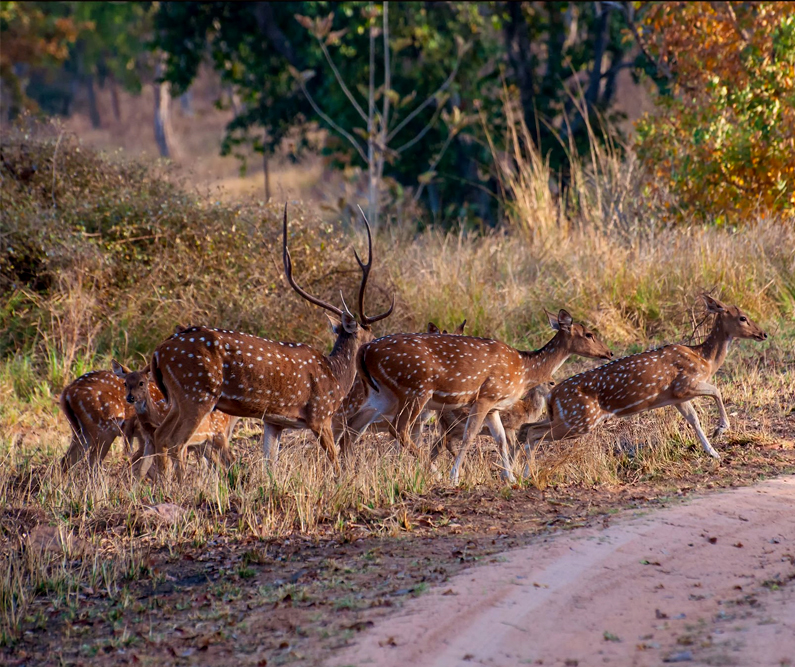  Tadoba Chital Deer