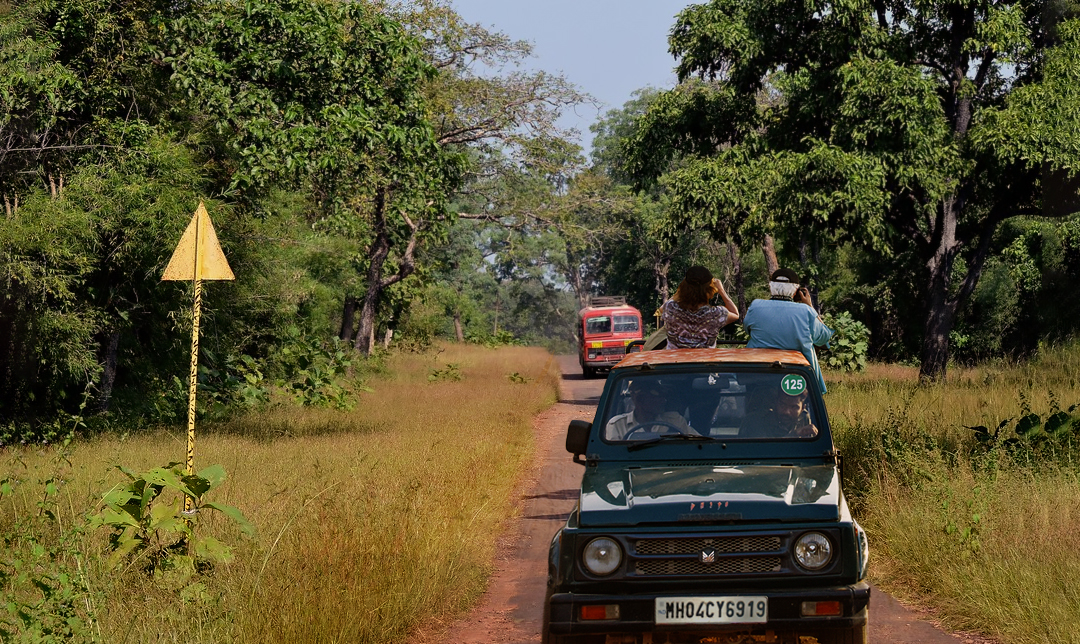  Tadoba gypsy safari
