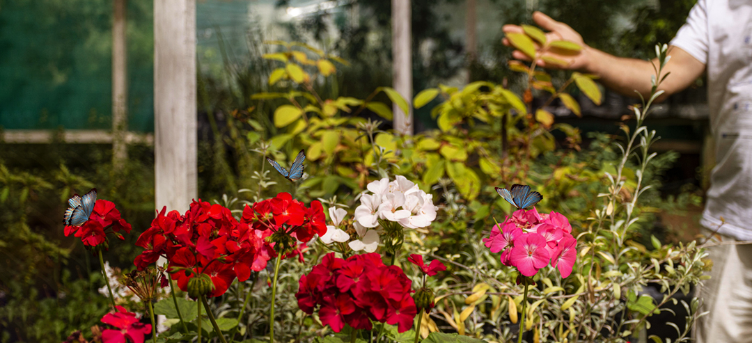  Tadoba flora beauties