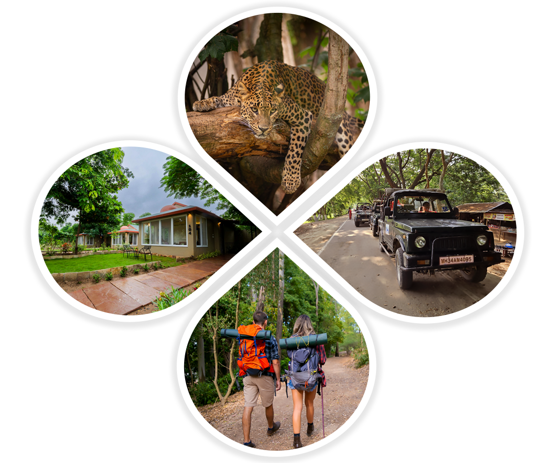 Collage of leopard, gypsy safari, hotel and tourists in tadoba
