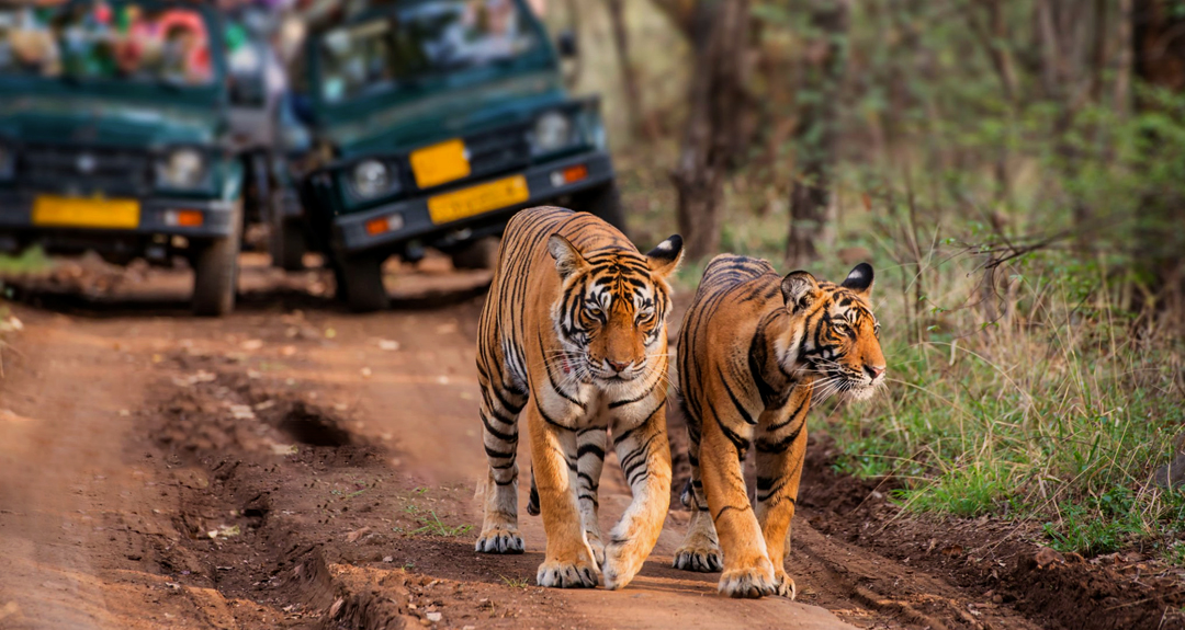 Best spot for tiger spotting