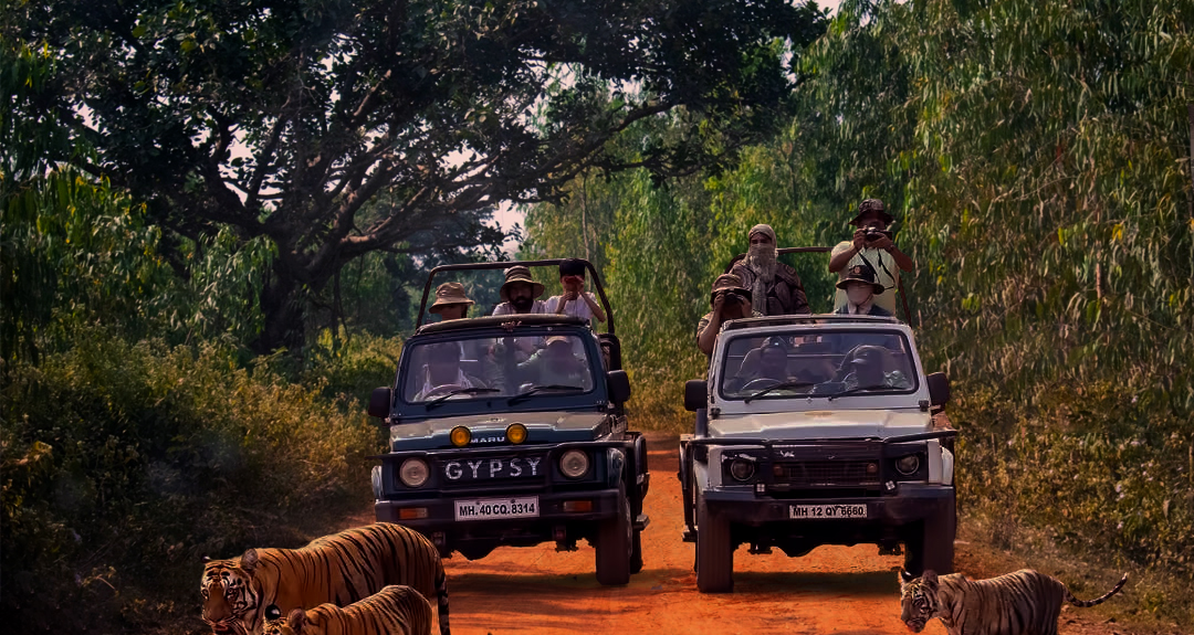 Offers Thrilling Safari