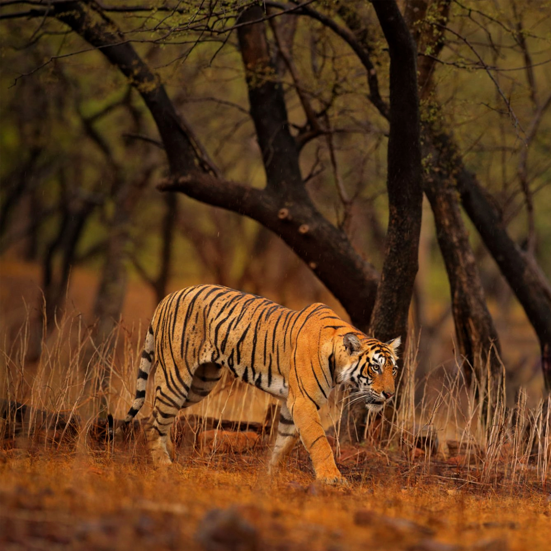 Tadoba Tiger