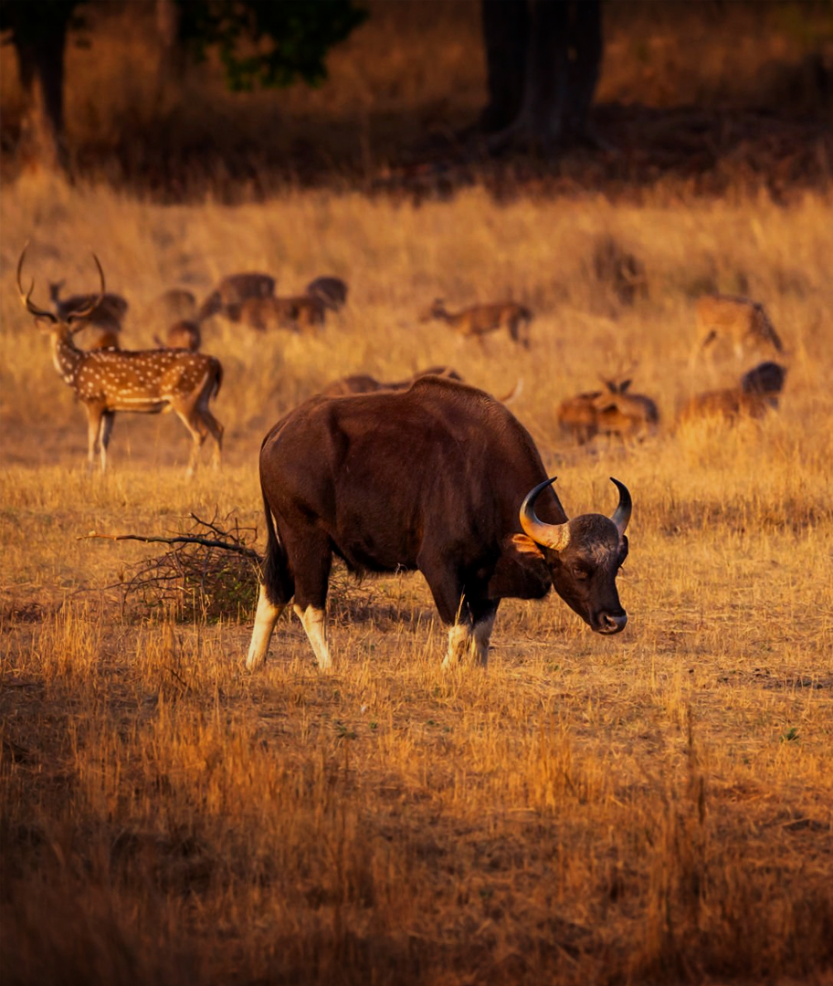 Tadoba Gaur