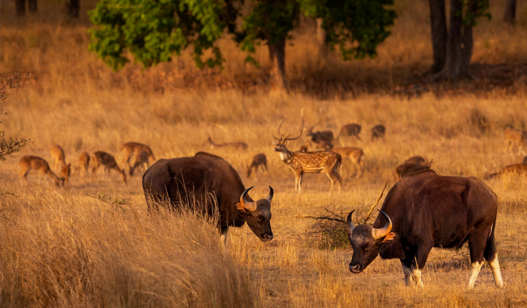 Tadoba Wildlife Safari