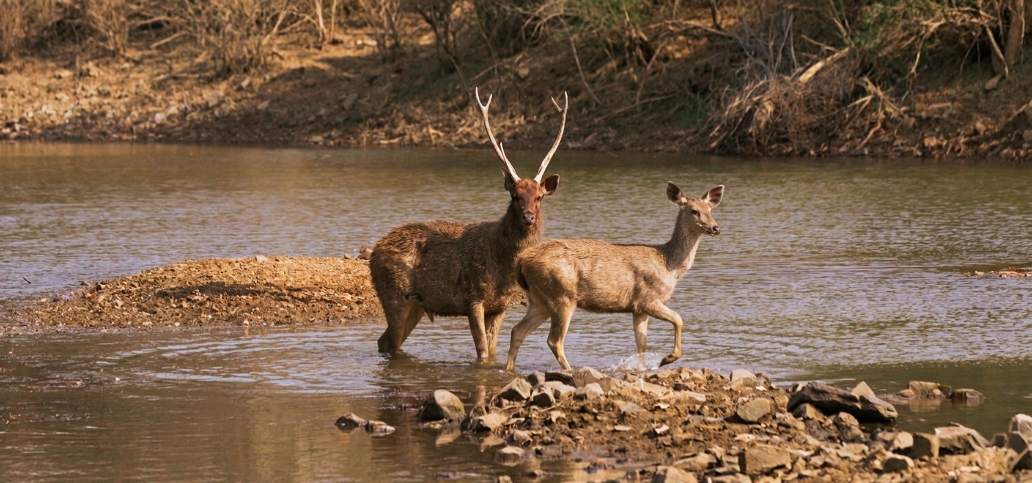 The Ultimate Wildlife Thrills at Panna